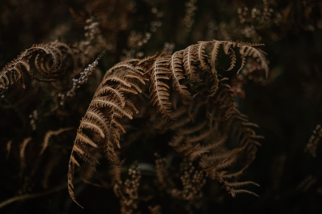 鸿沟会议前，泰柬“火药味”十足